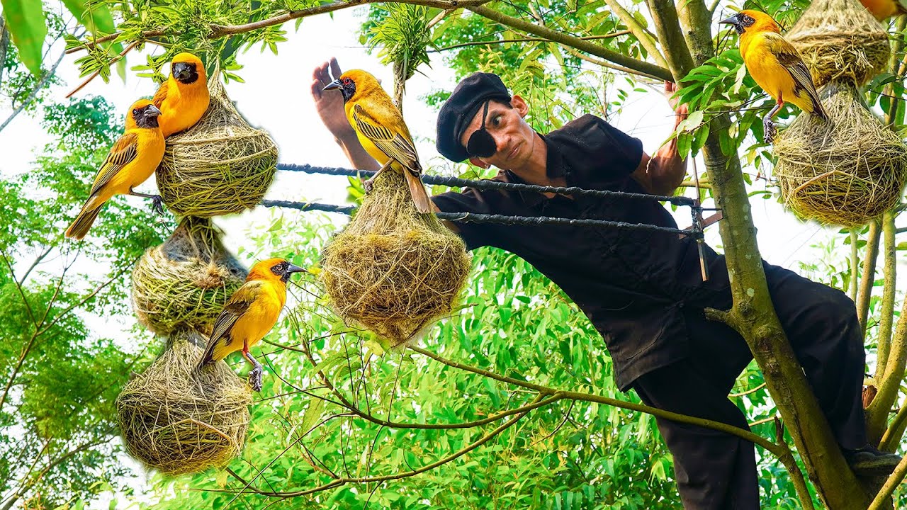 Making bird traps and roasting birds in the oven - Primitive survival skills