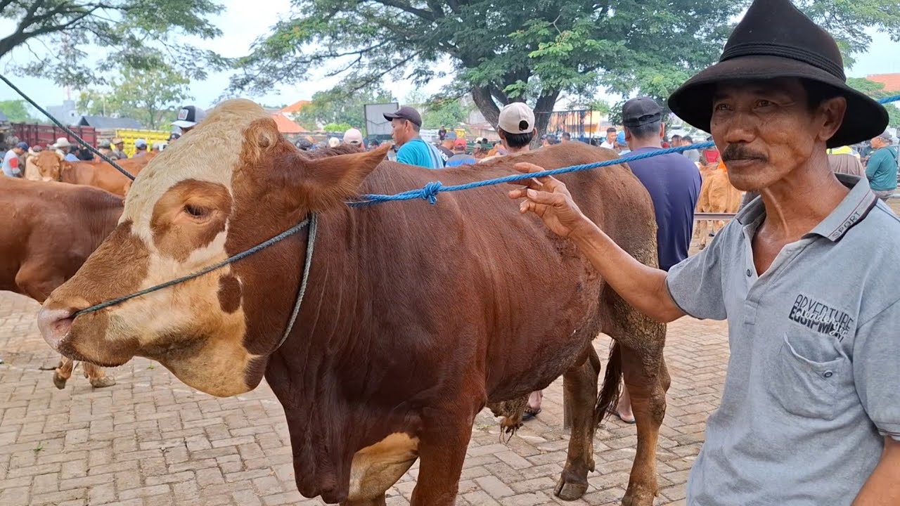 HARGA MURAH BARANG SUSAH‼️UPDATE HARGA SAPI JANTAN || PASAR SAPI WARUJAYENG NGANJUK ||