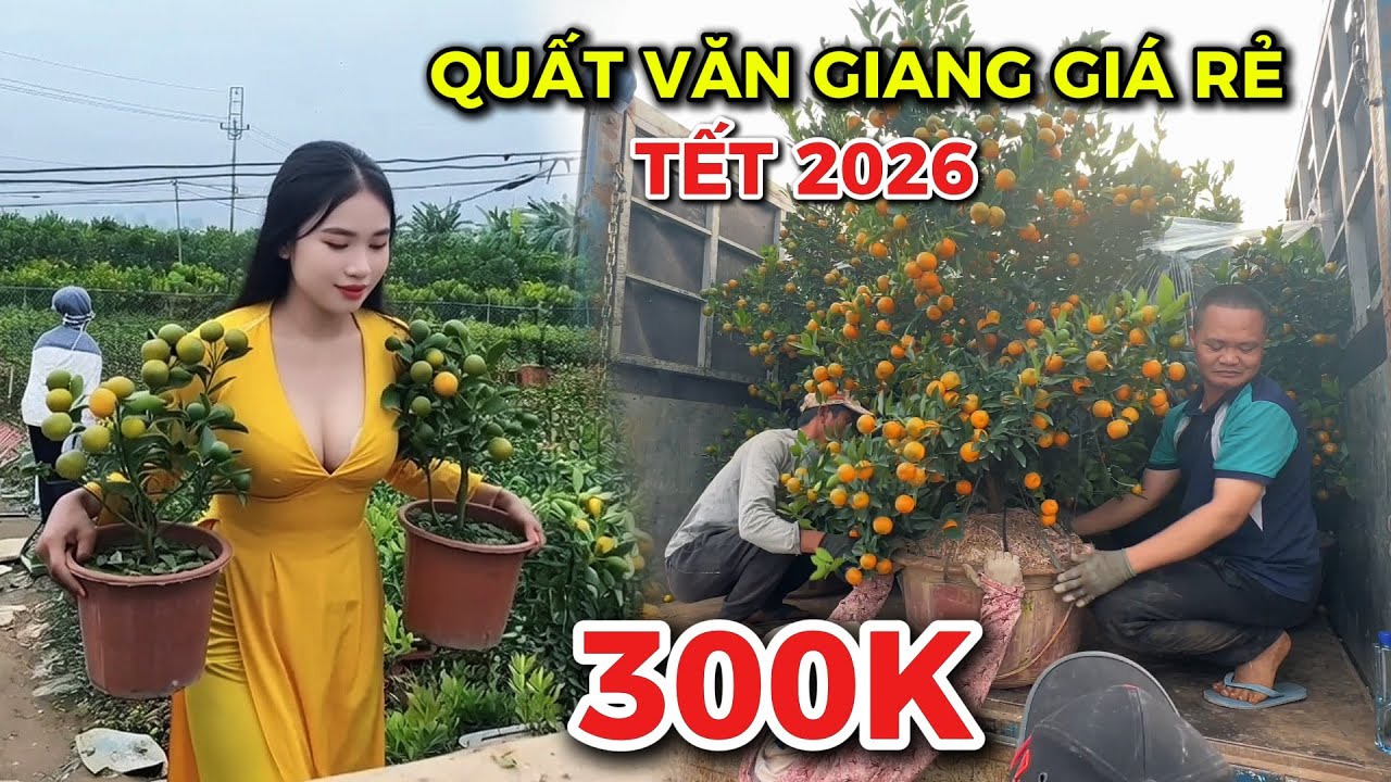 QUẤT TẾT 2026 GIÁ RẺ TẠI VĂN GIANG HÚT KHÁCH TẠI VƯỜN
