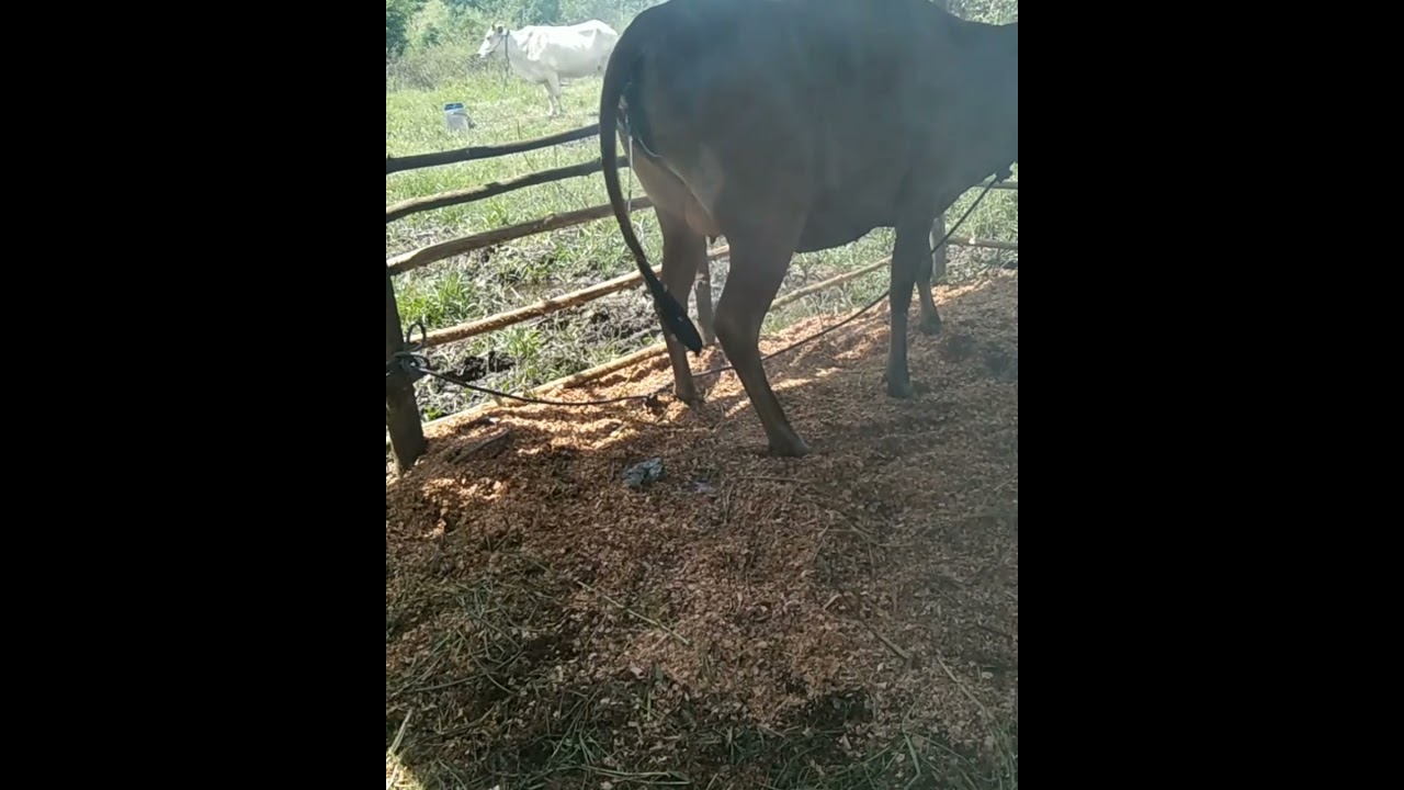 sapi Bali susah melahirkan