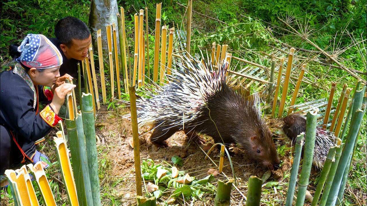 Dwarf Family Makes Traps for Catching Wild Porcupines | Bamboo Porcupine Traps