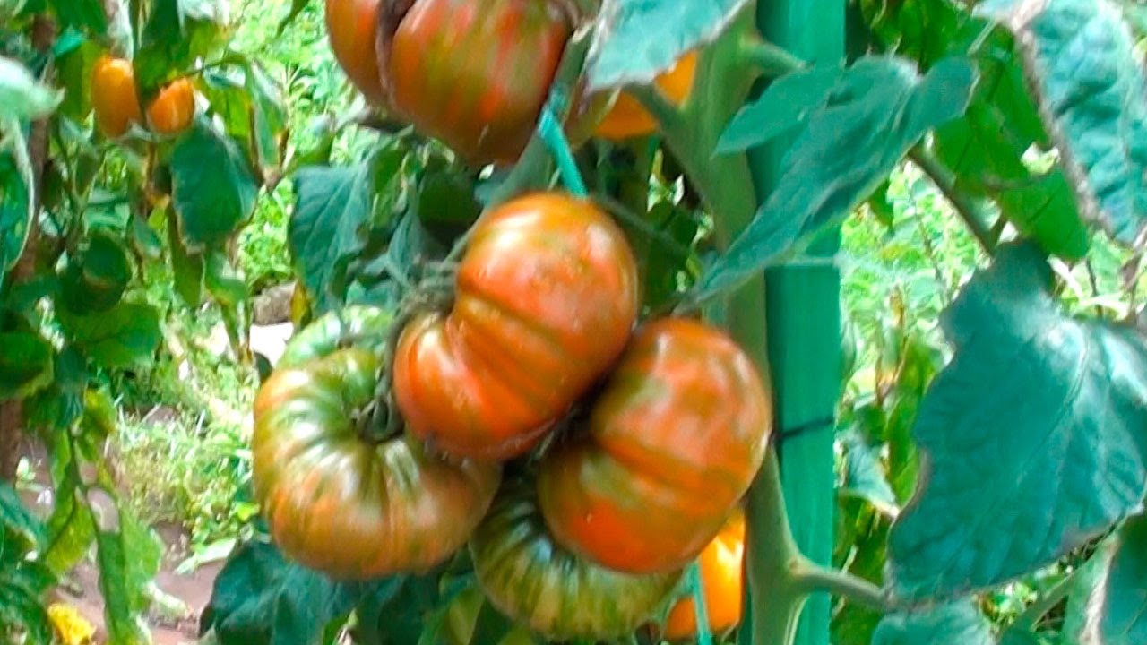 Томат Шоколадные полосы шедевральный вид и вкус при полном созревании