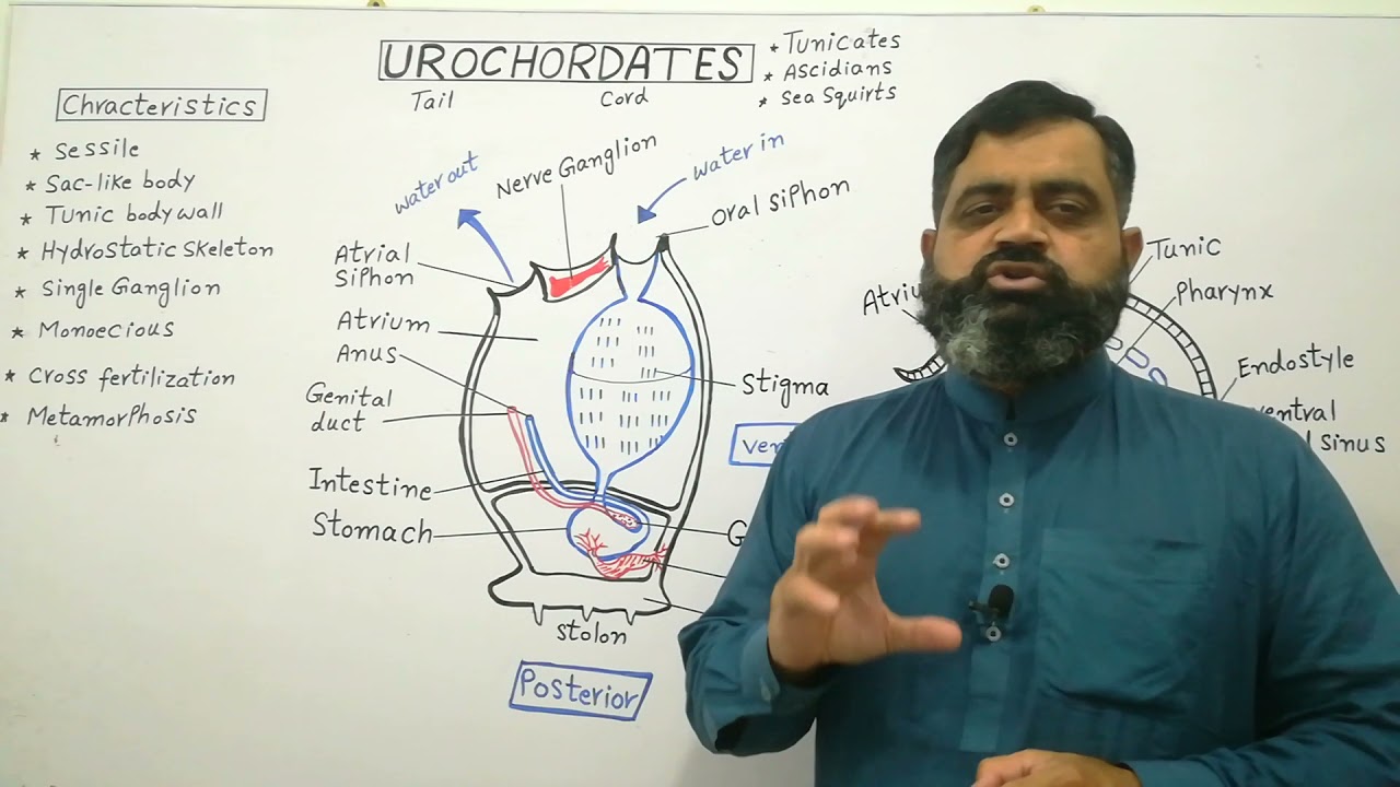 Sub Phylum Urochordata Urdu /Hindi medium @prof.masoodfuzail| Urochordates| Sea Squirts |