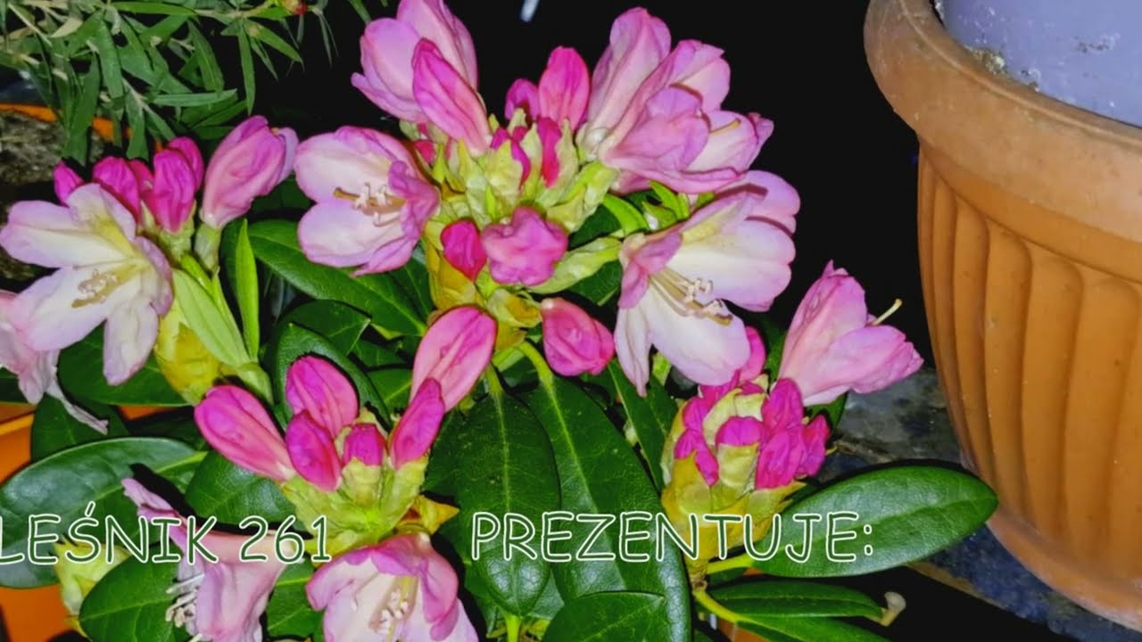MAJOWY RODODENDRON - cz.I i II.