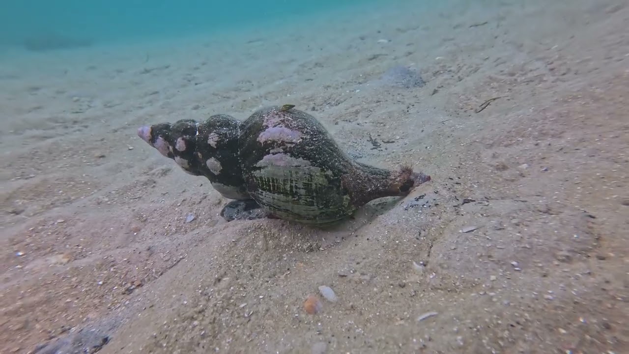 St Leonard Pier Dive with the Dive Buddies Social Group