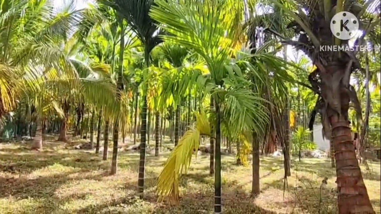(PK158) 6 acre ARECCANUT FARM LAND IN MYSURU | udupa 9901323456