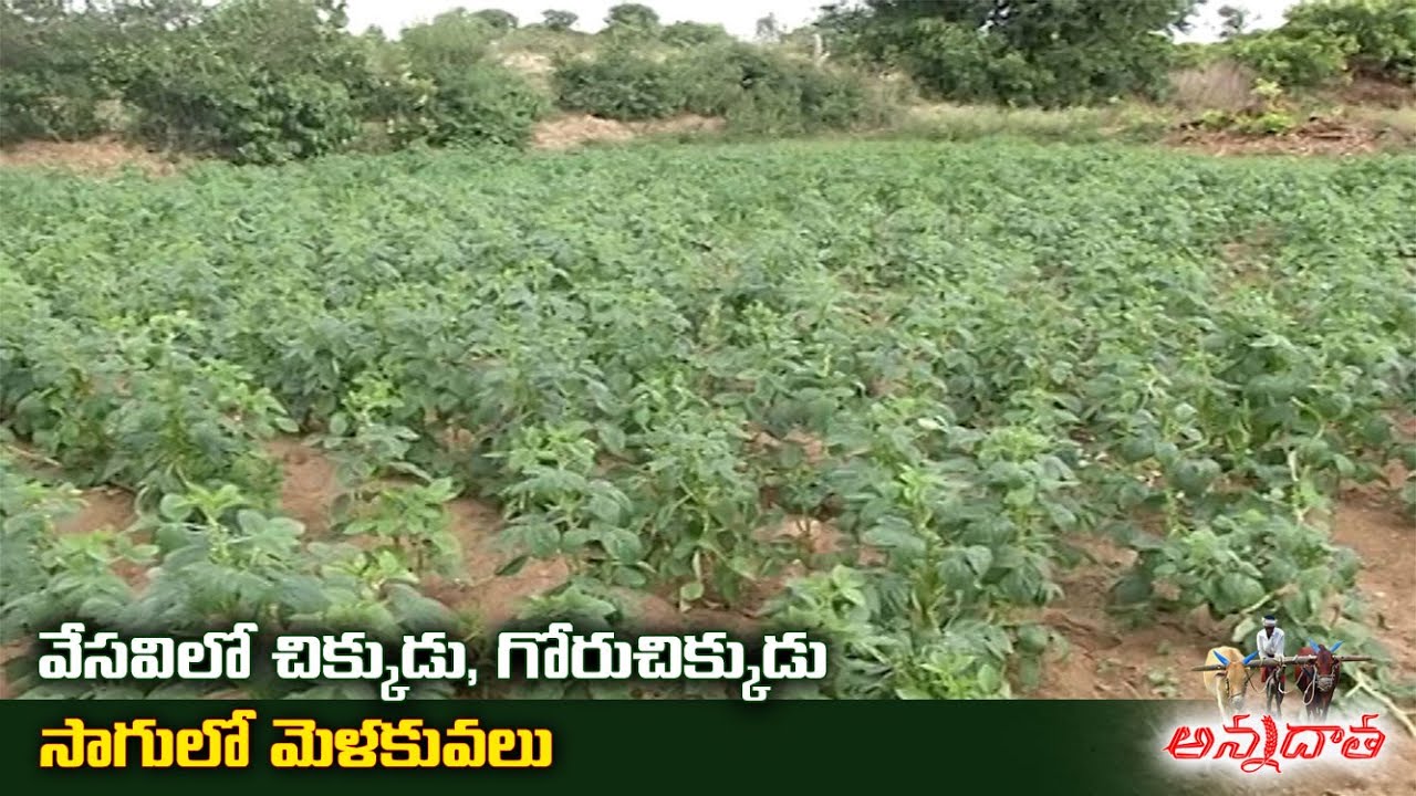 Summer Bean & Cluster Bean Cultivation
