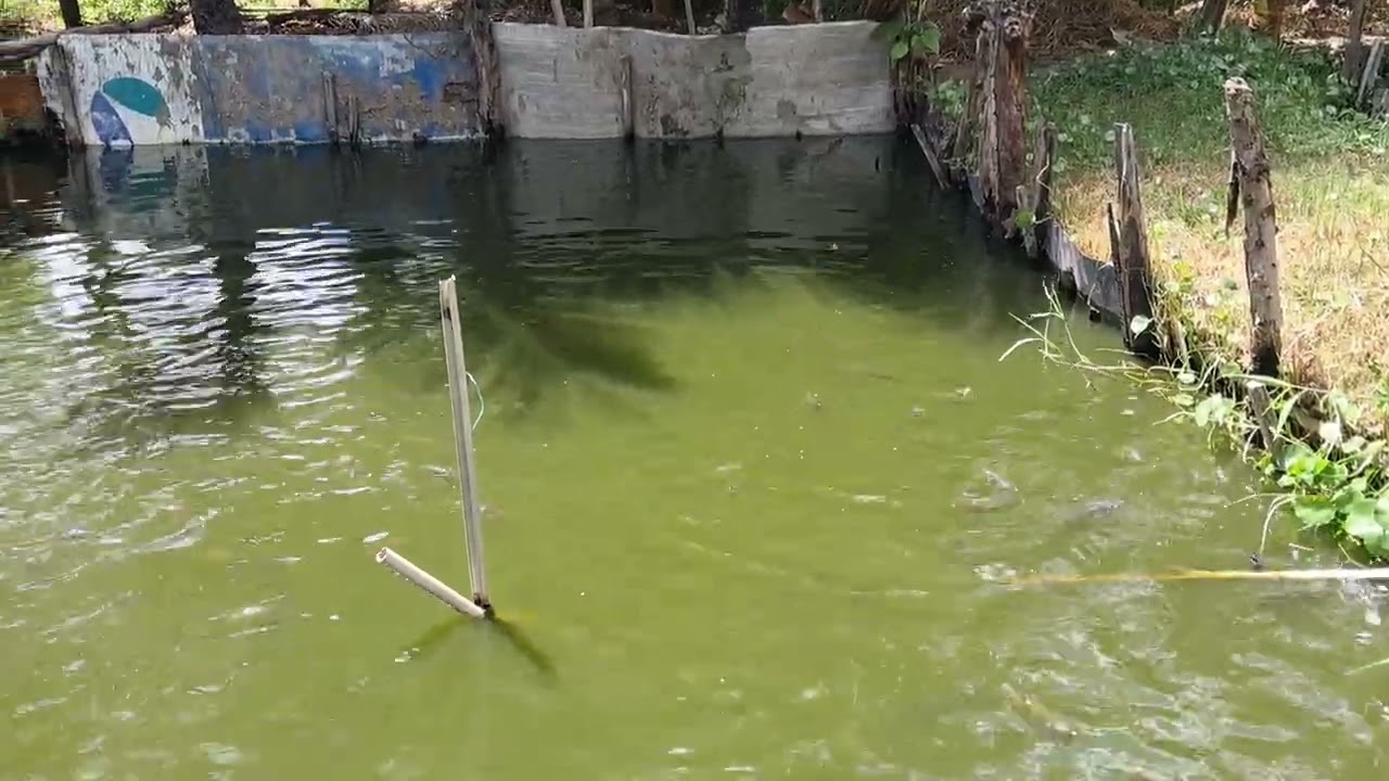 ALIMENTANDO OS PEIXES EM UMA MANHÃ DE DOMINGO 