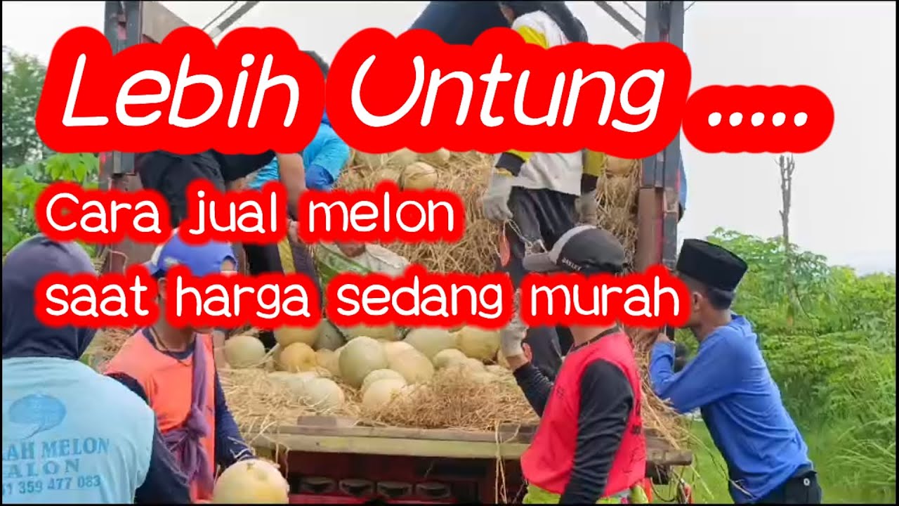 cara jual melon agar lebih untung