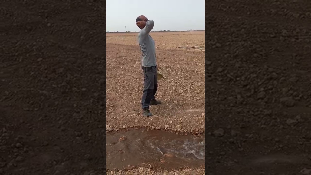 طريقة زراعة الفصة