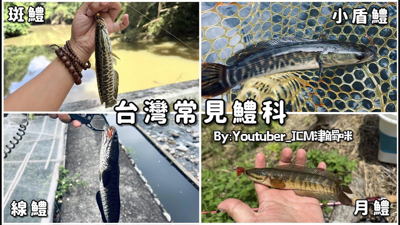 【釣魚津觸咪】台灣常見鱧科魚類  #七星鱧 #月鱧 #魚虎 #小盾鱧 #線鱧 #泰國鱧 #斑鱧 #一八八 #V特 #路亞 #釣魚 #中部釣魚 #JinChuMi #JCM #Fishing