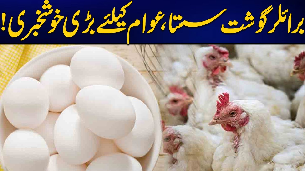 Broiler Chicken Prices Drop, Big Relief for Public! | News Update | Rohi