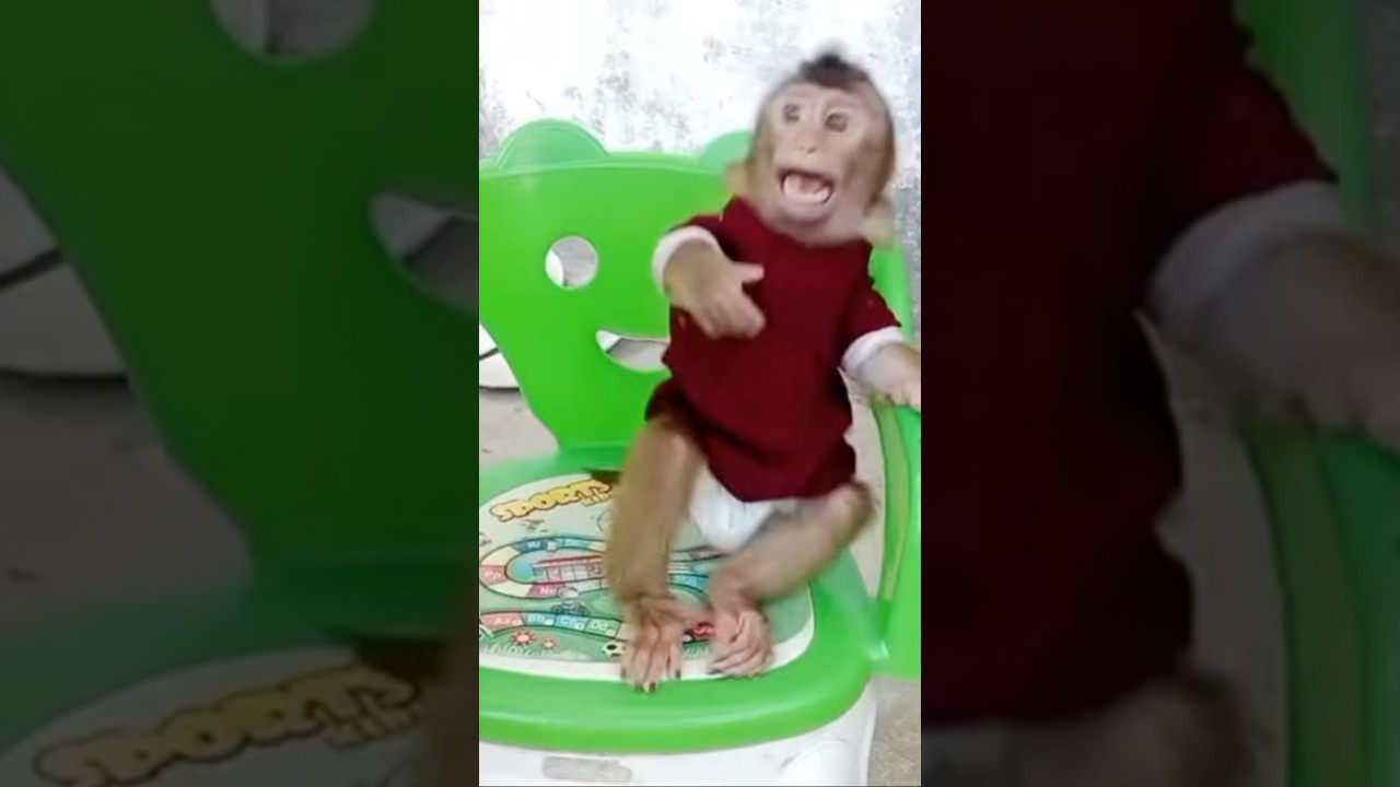&ldquo;LiBi Throws a Tantrum for Cake! 🍰🐒😱&rdquo;