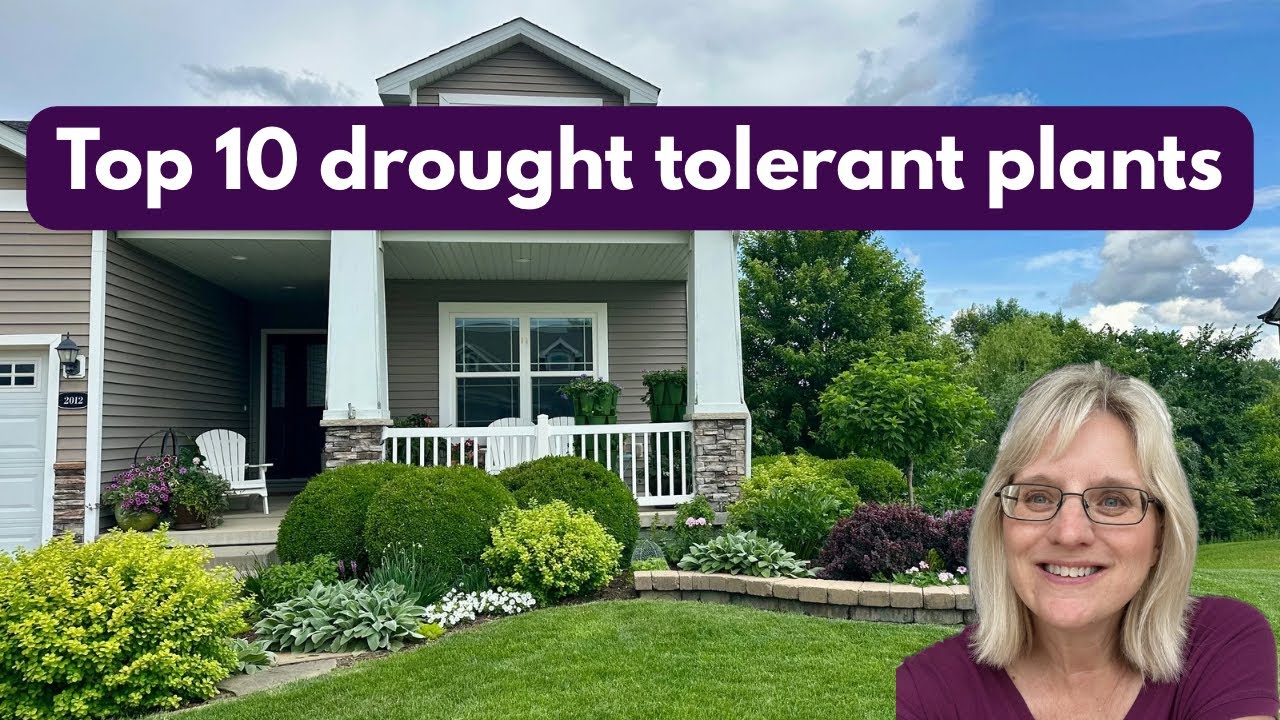 Top 10 Drought Tolerant Plants in my Midwest Garden
