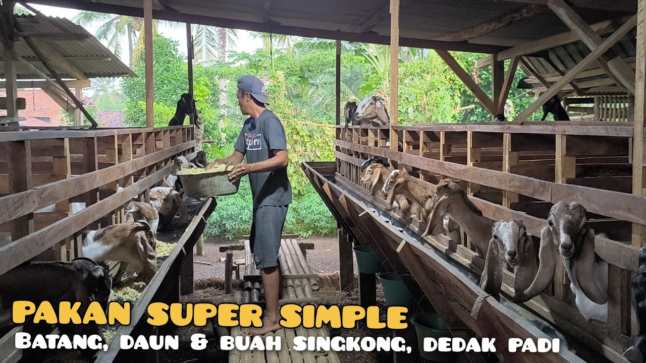 Mas Plompong Sukses ternak kambing merintis dari 12 tahun lalu 