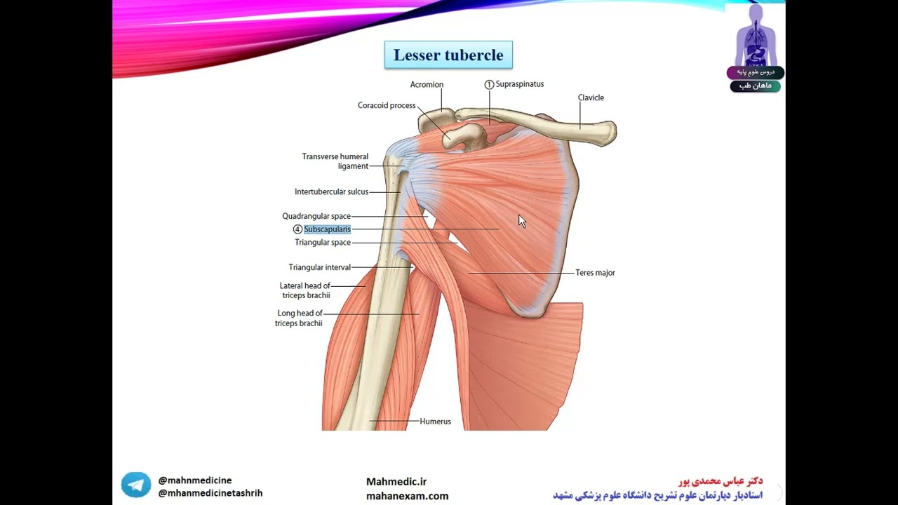 آناتومی دکتر محمدی پور. هومروس (استخوان بازو)