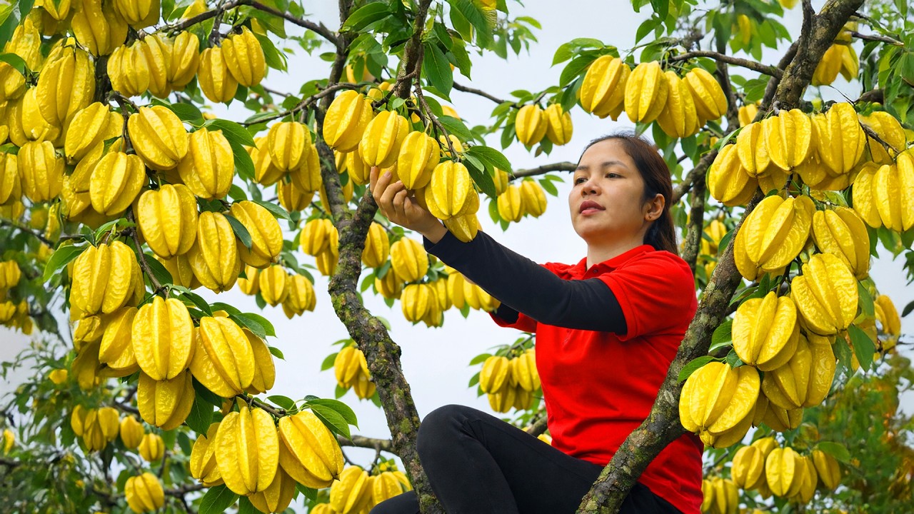 Harvesting 1000 + Kg Starfruit in the Countryside To Sell At Market | Tieu Ca Free Bushcraft