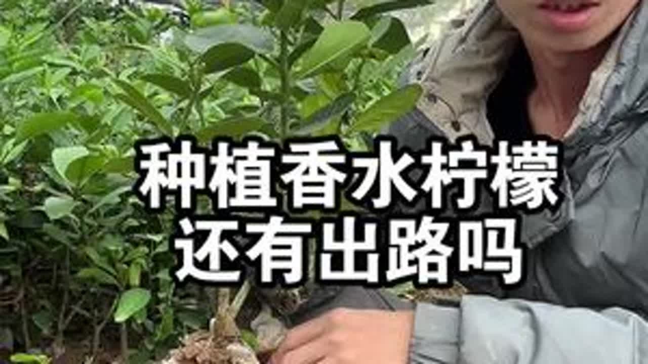 越来越多人种植香水柠檬了，还有出路吗？ #香水柠檬 #广东香水柠檬 #果苗供应