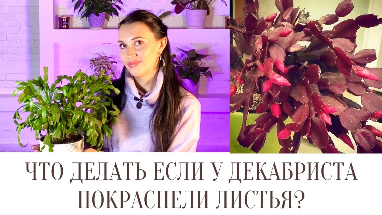 ⁉️ЧТО ДЕЛАТЬ ЕСЛИ У ДЕКАБРИСТА ПОКРАСНЕЛИ ЛИСТЬЯ/ОСНОВНЫЕ ПРИЧИНЫ ПОКРАСНЕНИЯ ЛИСТЬЕВ ШЛЮМБЕРГЕРЫ⁉️