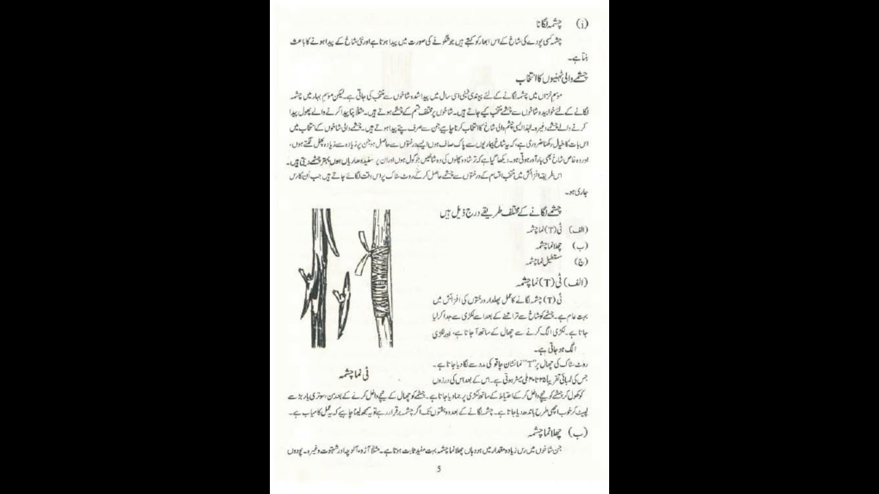 Grafting a plant (Pevand Kari) Agriculture Class seven Ch 1