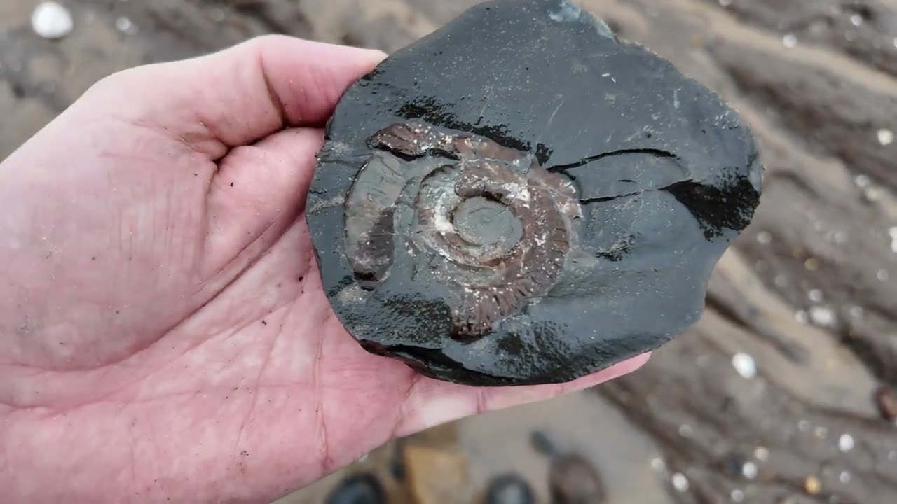 My son's first fossil hunt