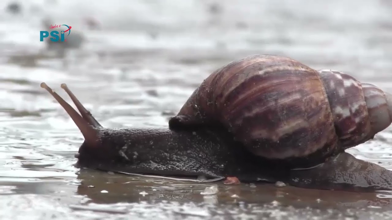 Campañas para recolectar el Caracol Africano en San Gil