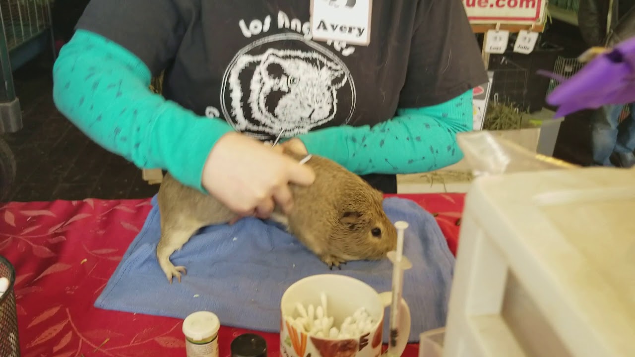 How to Clip a Guinea Pig with Black Nails