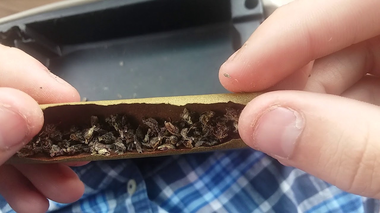 How To Roll A Blunt (PURPLE PLATINUM KUSH)