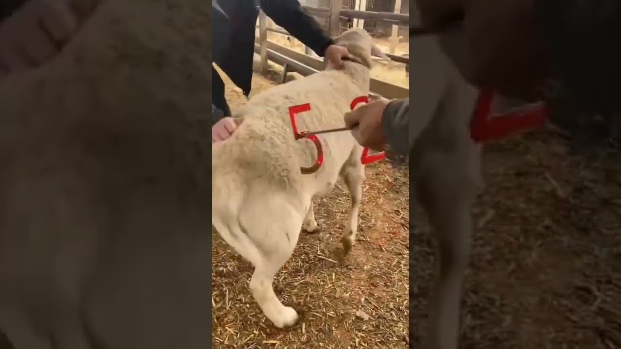 ترقيم الاغنام بطريقه جديده 👏🏻😈🤩#السعودية #shorts