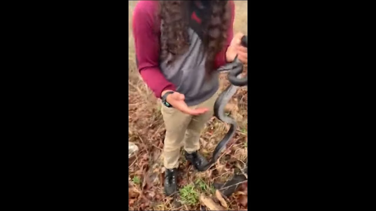Black Rat Snake Unable to Decide Whether or Not to Bite a Guy Hand