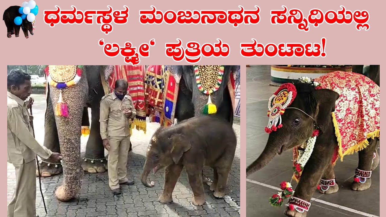 ‘ಲಕ್ಷ್ಮೀ‘ ಪುತ್ರಿಯ ತುಂಟಾಟ! Dharmasthala Baby elephant Shivani new attraction
