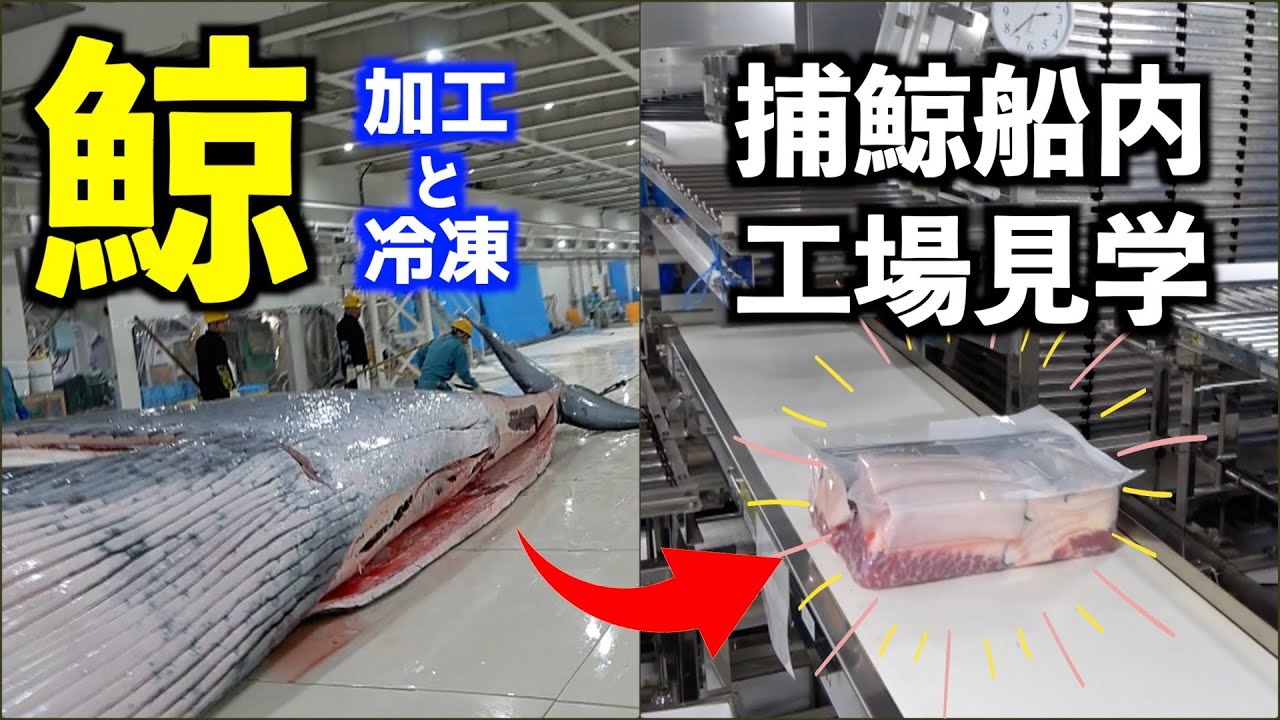 【レア映像】捕鯨母船・関鯨丸船内の鯨肉加工〜冷凍工程に密着！海上のバーチャル工場見学