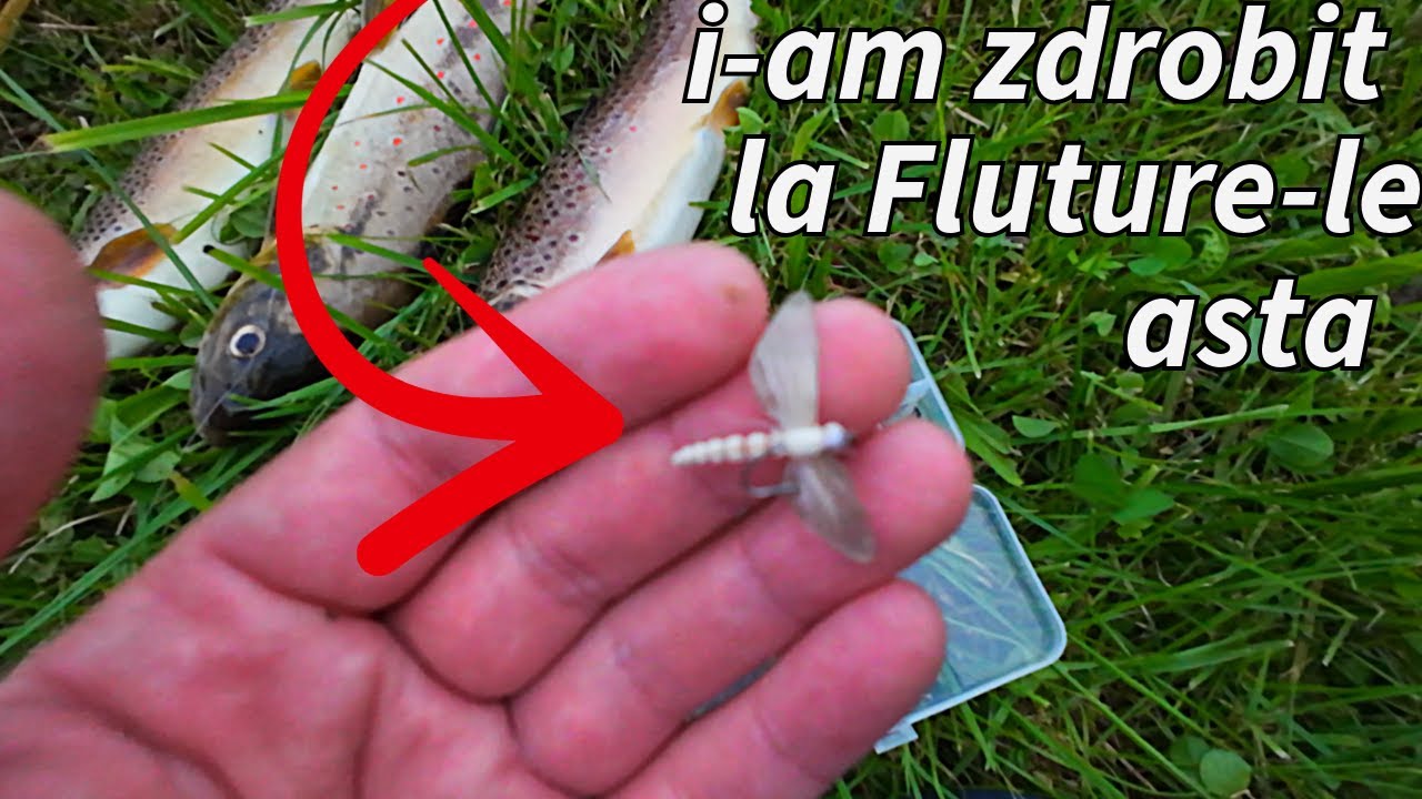 Cu musca la Pastrav si Lipan (Fly Fishing)