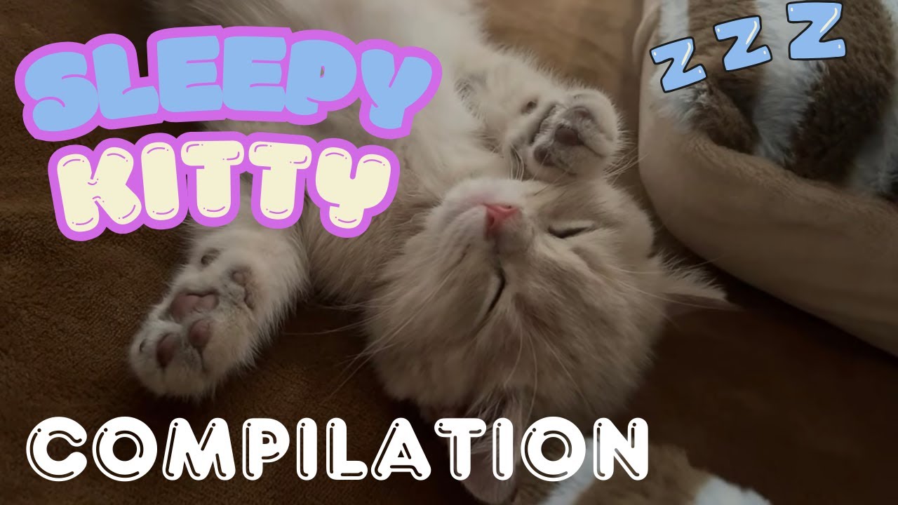 sleepy kitty compilation!!