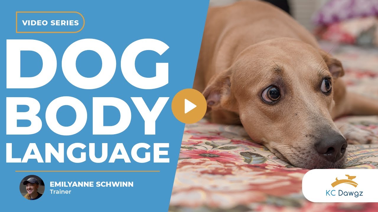 Understanding Dog Body Language: Signs of Stress, Comfort, & More | KC Dawgz