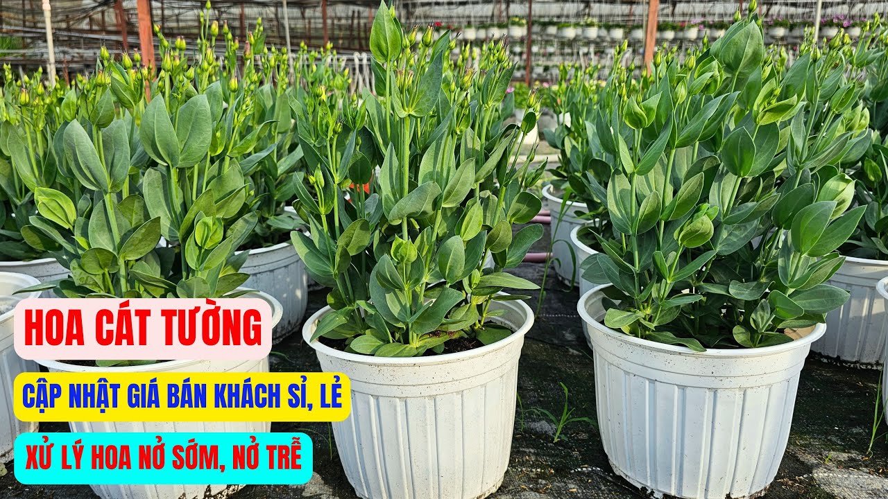 Giá bán hoa cát tường và cách chăm sóc hoa giai đoạn nụ lớn