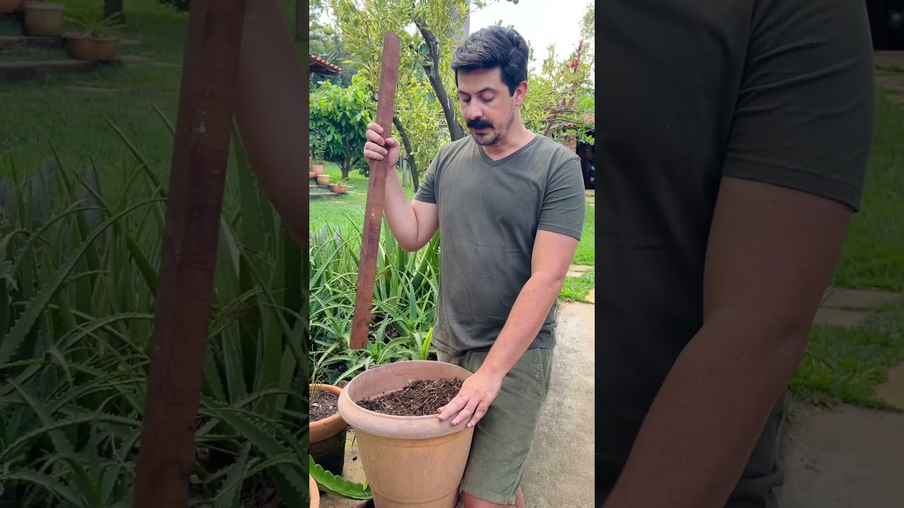 COMO PLANTAR PITAYAS EM VASOS - Habitat Brasileiro #pitaya #frutas #habitatbrasileiro