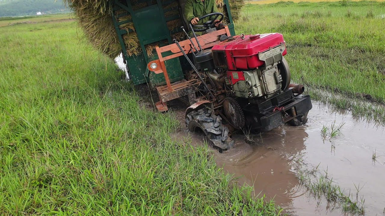 xe chở lúa chạy trên đất ruộng lầy bị lún quá sâu xe vẫn chạy