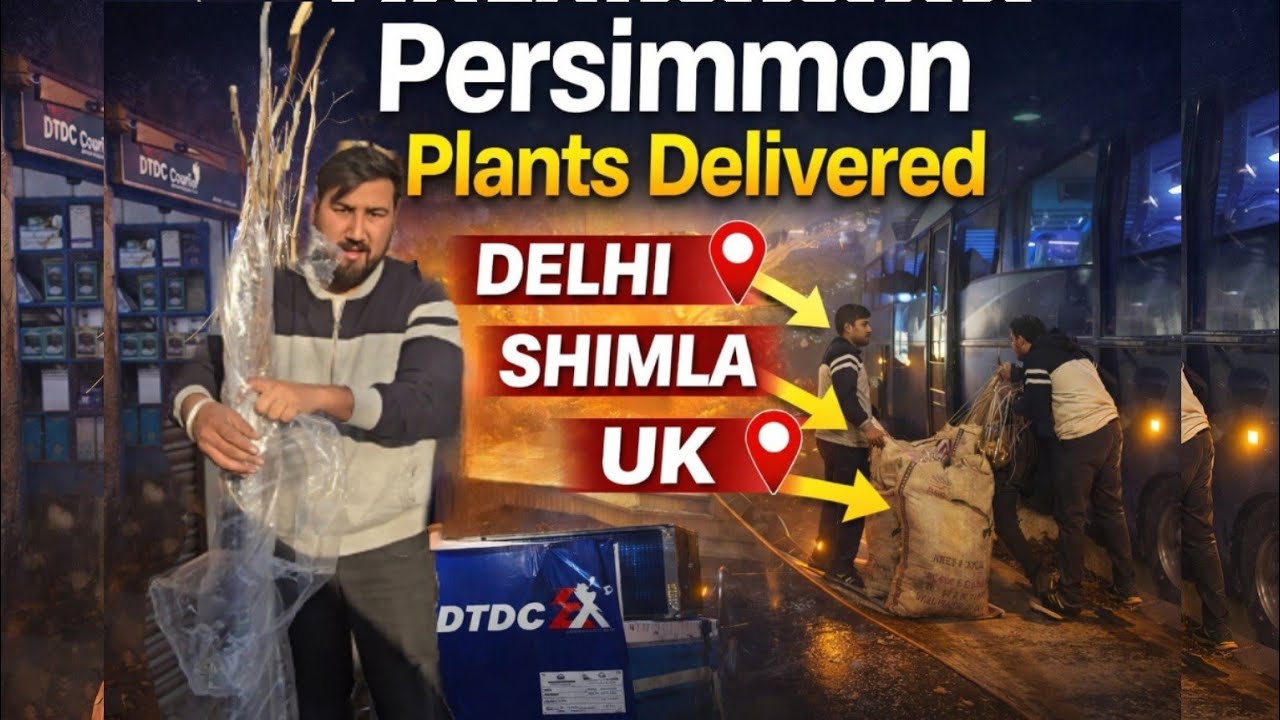 👉 Persimmon Plant Delivery 🚚 | Delhi, Shimla & UK तक सुरक्षित डिलीवरी | Live Proof