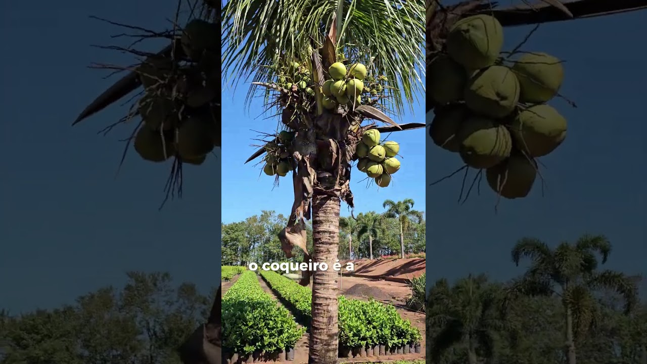 &Eacute; Palmeira ou coqueiro? #jardim #coco #jardinagem #paisagismo