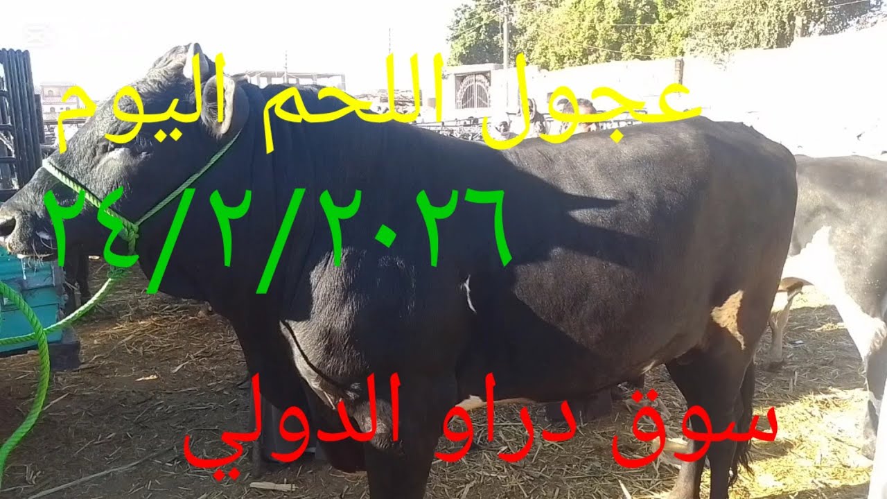 #انخفاض اسعارالبقرالوالد سوق دراو ٢٤/٢