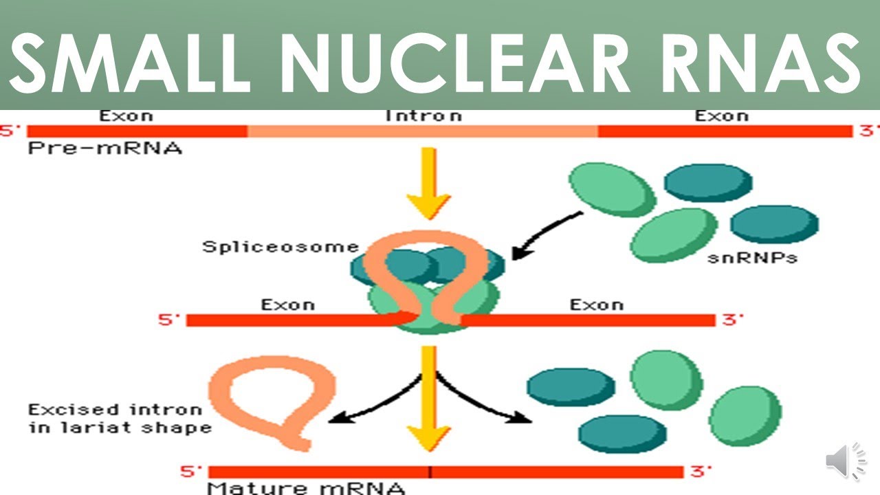 Small Nuclear RNAs (sn RNA)
