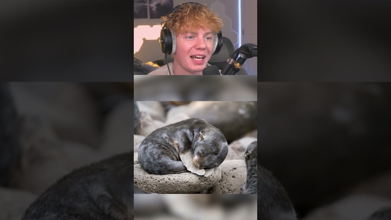 How Do Animals Sleep? 🐸