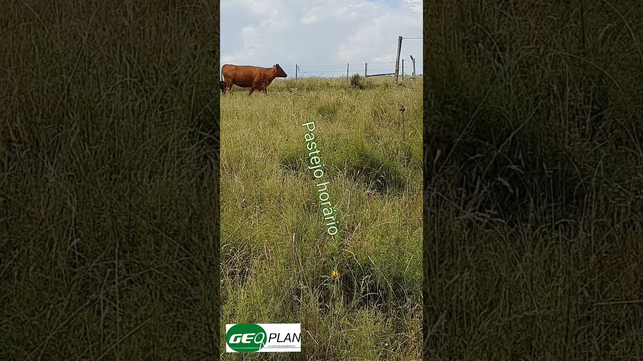 Campo nativo melhorado