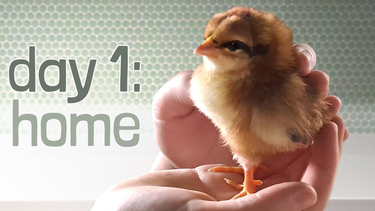 Bringing Home Baby Chicks! (First Day Guide)