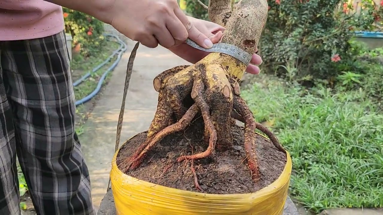 19/3 Chị Linh 0337914541 phôi mai bonsai đẹp giá rẻ 