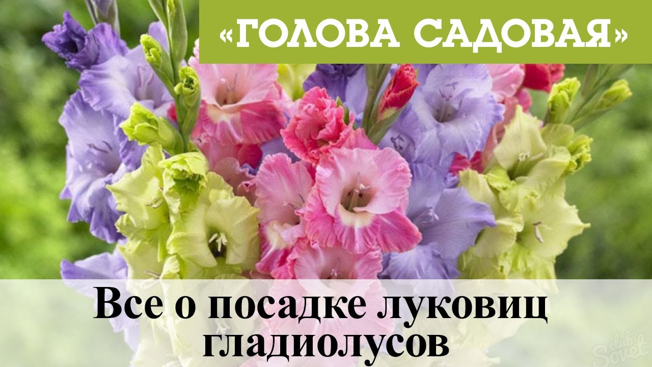 Голова садовая - Все о посадке луковиц гладиолусов
