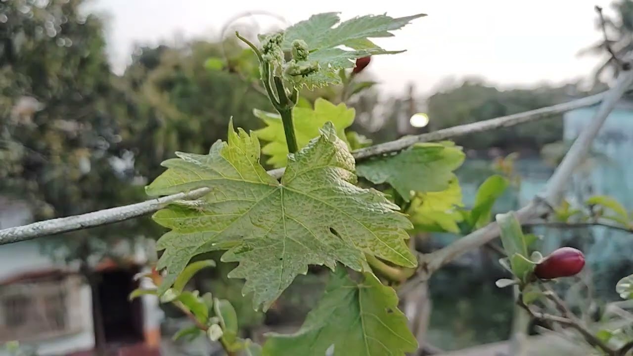 আঙ্গুর গাছে ফুলের আগমন 🍇🍇🍇🍇🍇