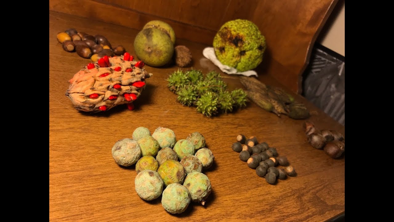 Tree seeds to collect during the fall time