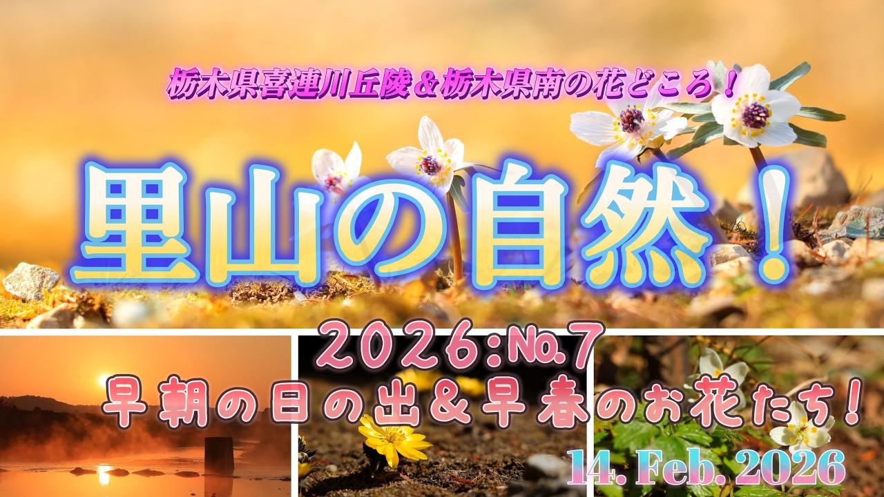 栃木県南の里山で早春をお花を求めて！2026 02 14